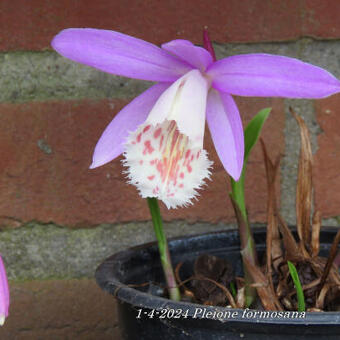 Pleione formosana