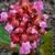 Bergenia cordifolia 'Rotblum'