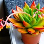 Echeveria agavoides - 