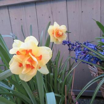 Narcissus 'Tahiti'