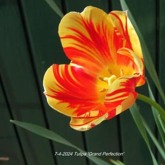 Tulipa 'Grand Perfection'