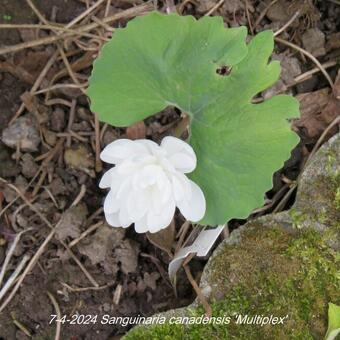 Sanguinaria canadensis 'Multiplex'