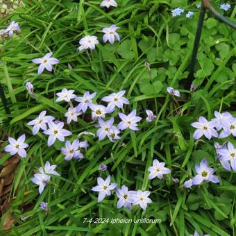 Ipheion uniflorum