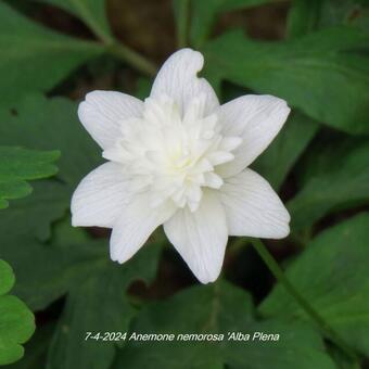 Anemone nemorosa 'Alba Plena'