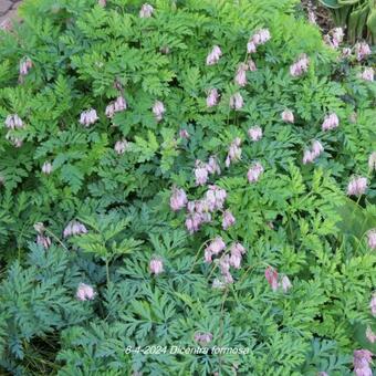 Dicentra formosa