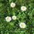 Bellis perennis