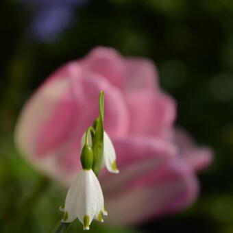 Leucojum aestivum