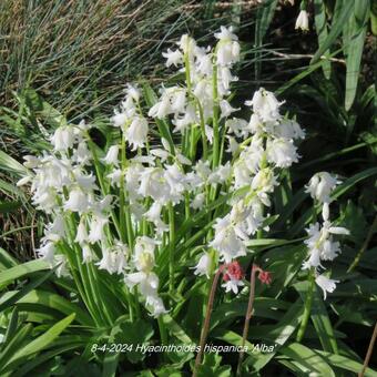 Hyacinthoides hispanica 'Alba'