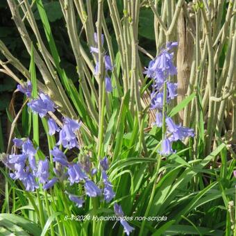 Hyacinthoides non-scripta