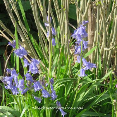 Hyacinthoides non-scripta