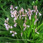 Hyacinthoides hispanica 'Rose' - 