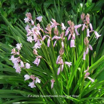 Hyacinthoides hispanica 'Rose'