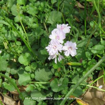 Cardamine pratensis 'Flore Pleno'