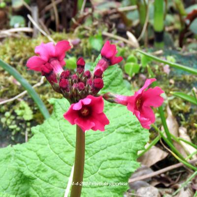 Primula japonica - Primula japonica