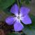 Vinca major