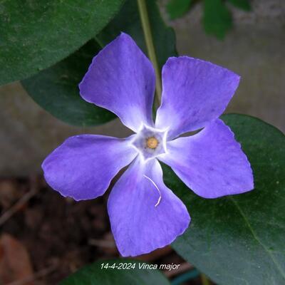 Vinca major - Grande pervenche - Vinca major