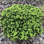 Abies koreana 'Brilliant' - 