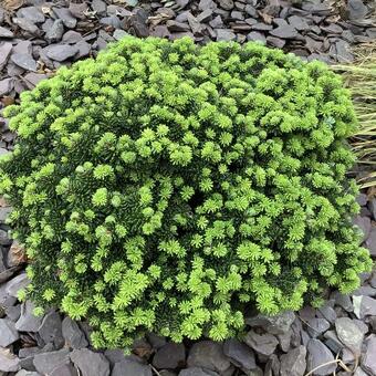 Abies koreana 'Brilliant'