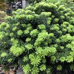 Abies koreana 'Brilliant' - 