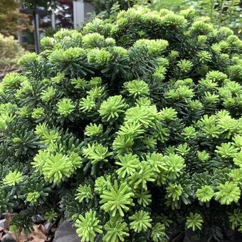 Abies koreana 'Brilliant'