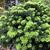 Abies koreana 'Brilliant'