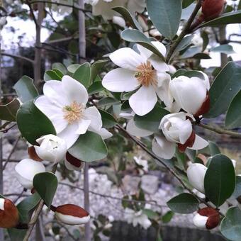 Magnolia laevifolia 'Summer Snowflake'