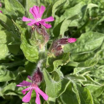 Silene dioica