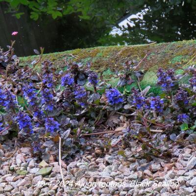 Ajuga reptans 'Black Scallop'