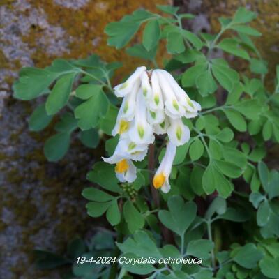 Pseudofumaria alba - Corydalis ochroleuca