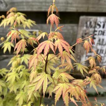 Acer palmatum 'Wilson's Pink Dwarf'