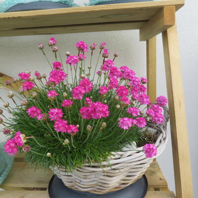 Armeria maritima 'Rosea Compacta' - Armeria maritima 'Rosea Compacta'