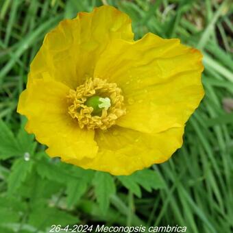 Meconopsis cambrica