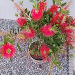 Callistemon viminalis 'Captain Cook' - 