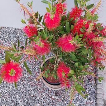 Callistemon viminalis 'Captain Cook'