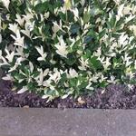 Euonymus japonicus 'Extravaganza' - 