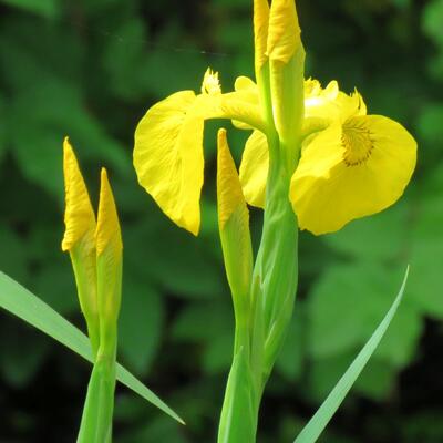 Iris pseudacorus - Sumpf-Schwertlilie - Iris pseudacorus