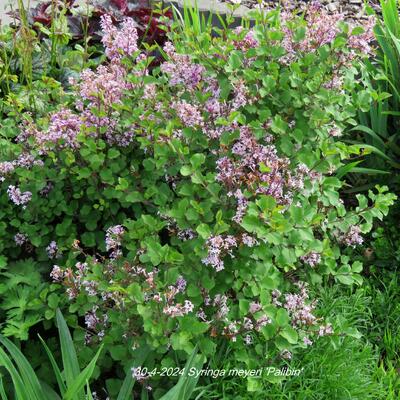 Syringa meyeri 'Palibin' - LILAS DE CORÉE NAIN, LILAS NAIN 'PALIBIN' - Syringa meyeri 'Palibin'