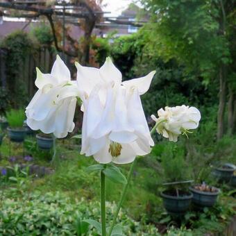 Aquilegia hybride