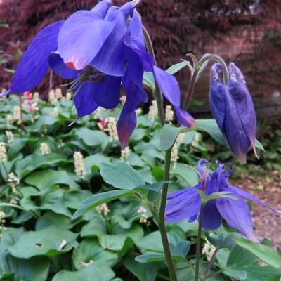 Aquilegia alpina - Ancolie des Alpes - Aquilegia alpina