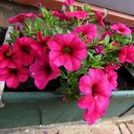 Calibrachoa 'CONGA Rose' - 