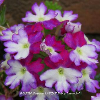 Verbena 'LASCAR Bebop Lavender'