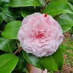 Camellia japonica 'Bonomiana' - 