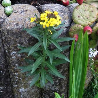 Erysimum x allionii