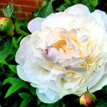 Paeonia lactiflora 'Festiva Maxima' - 