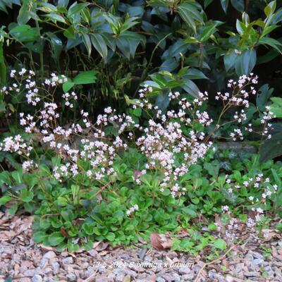 Porzellanblümchen - Saxifraga x urbium