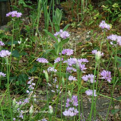 Allium uniflorum - 