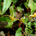 Epimedium 'Amber Queen' - Epimedium 'Amber Queen'