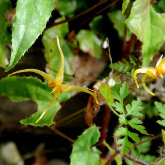 Epimedium 'Amber Queen'