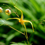 Epimedium 'Amber Queen' - 