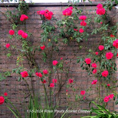 Rosa 'Paul's Scarlet Climber' - 